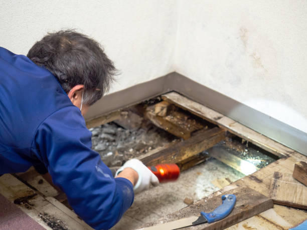 Home Mold Removal in Spencer, IN