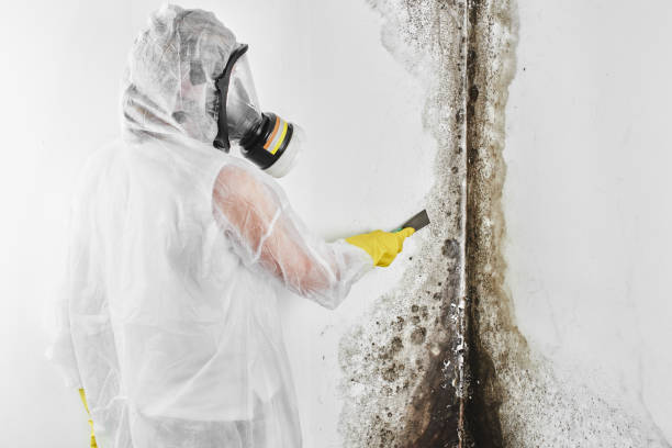 Mold Testing and Removal in Spencer, IN