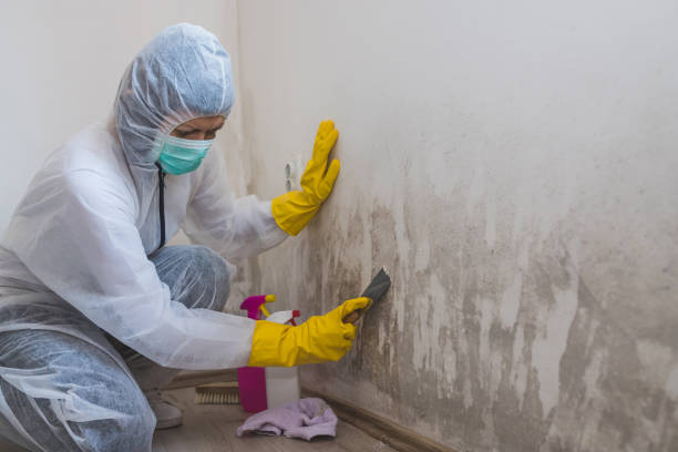 Best Certified Mold Removal  in Spencer, IN