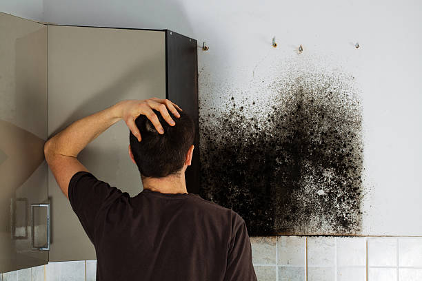 Best Residential Mold Removal  in Spencer, IN