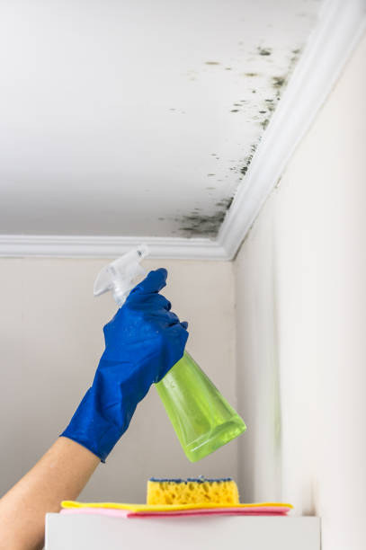 Best Mold Removal Company Near Me  in Spencer, IN
