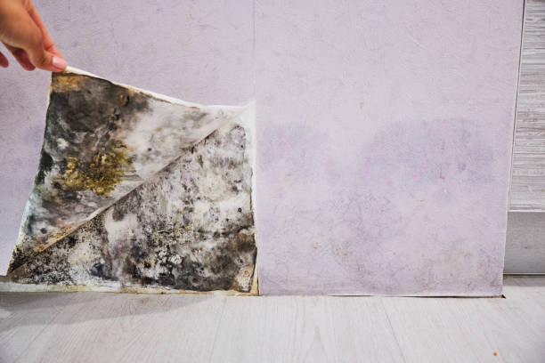 Certified Mold Removal in Spencer, IN